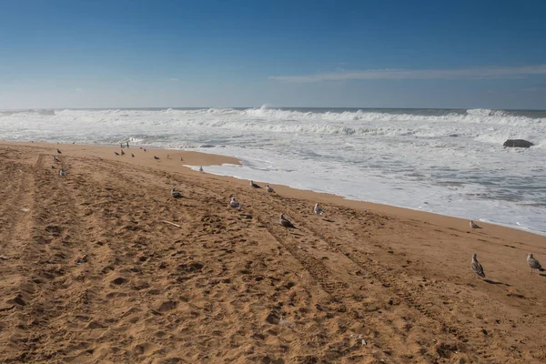 Spiaggia dell'oceano Atlantico con gabbiani, Marocco — Foto Stock