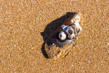 Kumlu mercanlar ile Seashell