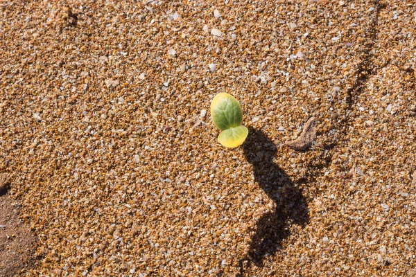 Zielona kiełkowa w piasku plaży — Zdjęcie stockowe