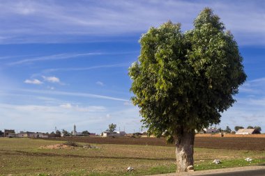 Bir ağaç ve köy ile Fas ülkesi