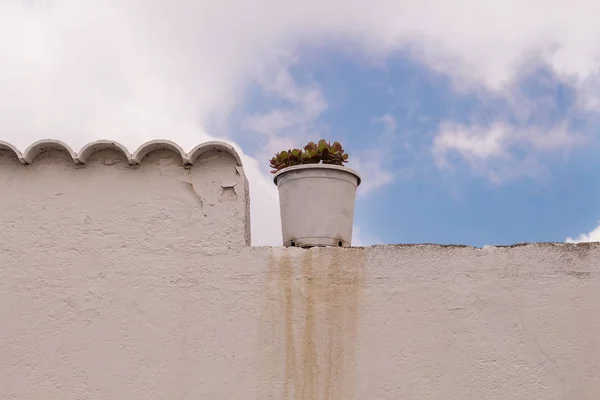 Planta en una maceta en una cerca y un cielo nublado — Foto de Stock