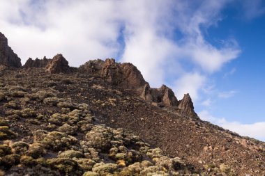 İlkbaharda bitkiler, Tenerife, İspanya