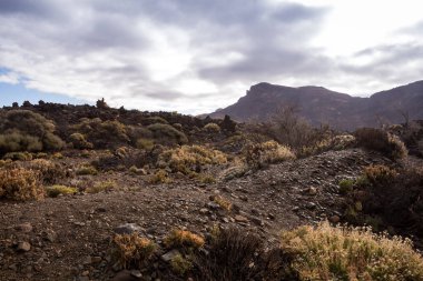 İlkbaharda bitkiler, Tenerife, İspanya