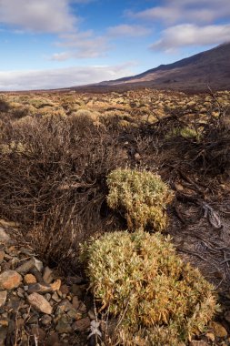 İlkbaharda bitkiler, Tenerife, İspanya