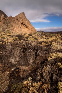 İlkbaharda bitkiler, Tenerife, İspanya