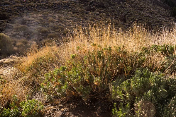 Allmän vegetation i nationalparken Teide, Spanien — Stockfoto