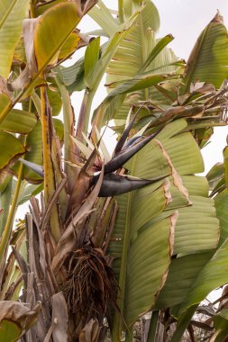 Doğada Strelitzia çiçek, Tenerife, İspanya