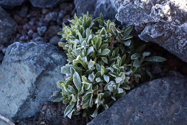 Plantas y piedras congeladas en el Parque Nacional del Teide — Foto de Stock