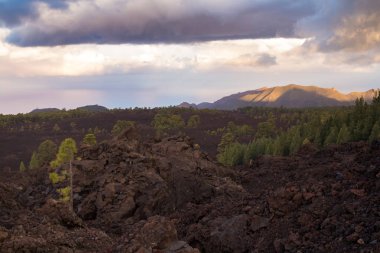 Orman Teide, Tenerife için yol astar