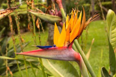 Strelitzia doğada büyüyor