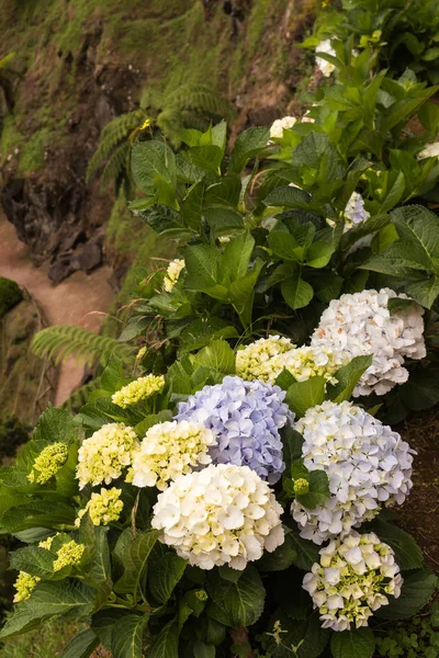 Гибегея (гортензия), растущая в природе — стоковое фото
