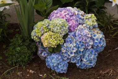 Doğada yetişen ortanca (hortensia)