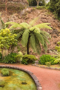 Nordeste, Sao Miguel bir parkta eğrelti otu ağacı