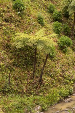 Nordeste, Sao Miguel bir parkta eğrelti otu ağacı