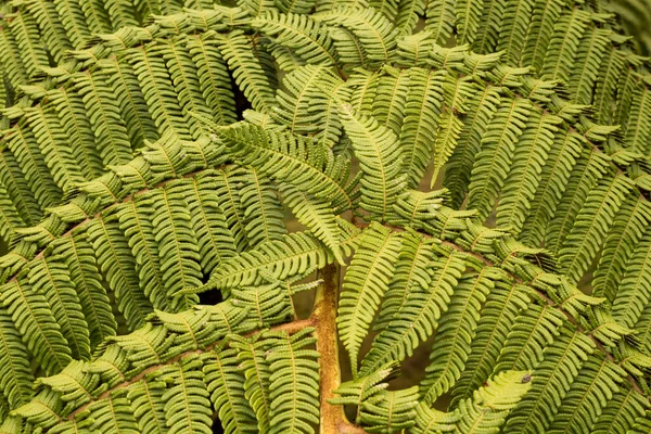 Dettaglio di un ramoscello di felce — Foto Stock