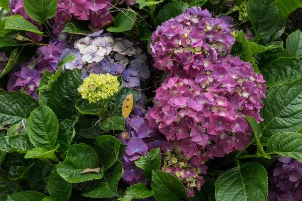 Hydrangea (horstensia) Цветение в природе — стоковое фото