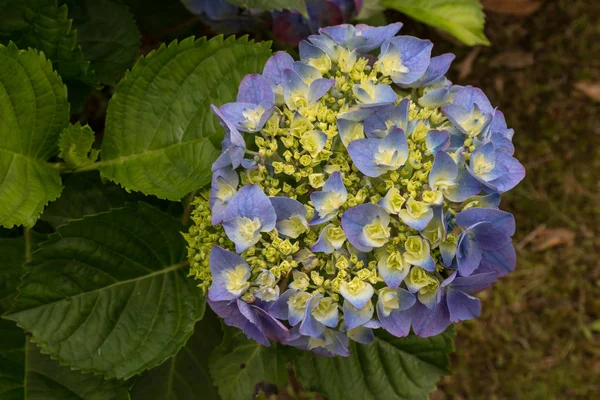 自然の中でアジサイ(ホルテンシア)の花 — ストック写真