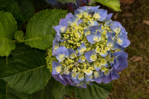 Hydrangea (horstenie) kvetoucí v přírodě — Stock fotografie