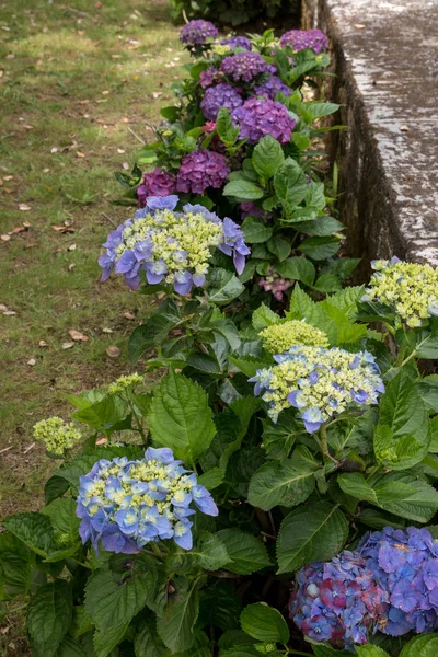 Hydrangea (horstensia) Цветение в природе — стоковое фото