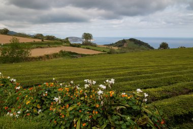 Çay çalılarını kaplayan çiçek açan çiçekler