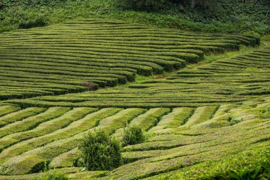 Çay tarlaları ve bir ağaç, Sao Miguel, Azores