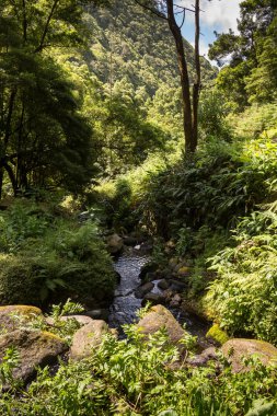 Nehir ile Orman, Sao Miguel, Azores