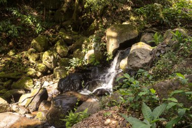 Nehir ile Orman, Sao Miguel, Azores