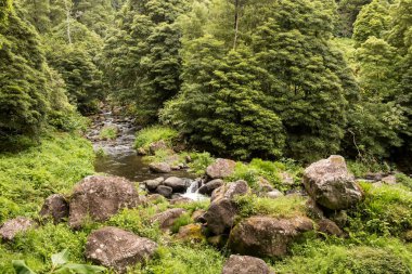 Nehir ile Orman, Sao Miguel, Azores