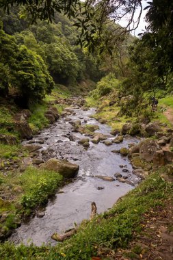 Nehir ile Orman, Sao Miguel, Azores
