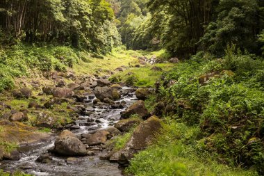 Nehir ile Orman, Sao Miguel, Azores