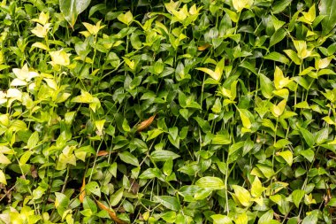 Küçük taze yaprakların duvarı