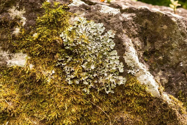 Лишайник растет на камне — стоковое фото
