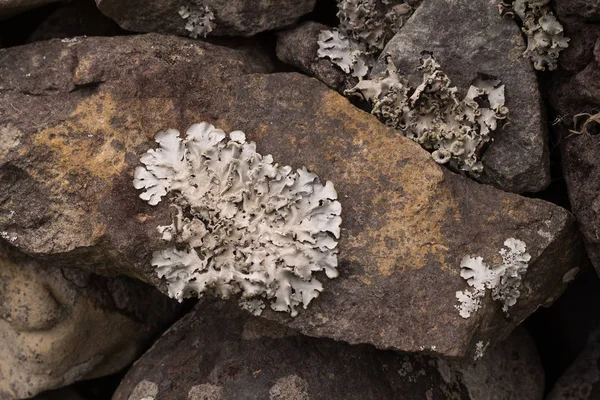 Lichen growing on a stone