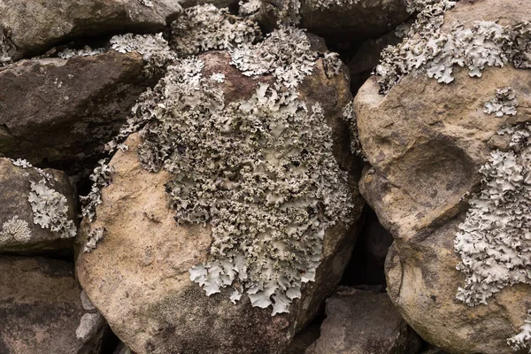 Líquen crescendo em uma pedra — Fotografia de Stock