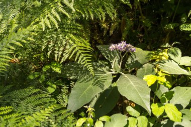 Sao Miguel ormanda taze doğa