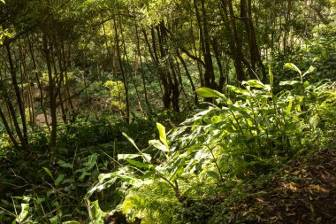 Sao Miguel ormanda taze doğa