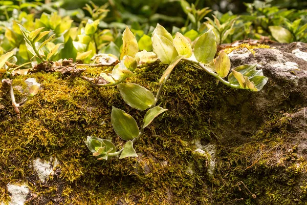 Natureza fresca na floresta de São Miguel — Fotografia de Stock