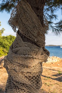 Sahilde bir zeytin ağacının gövdesi