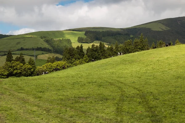 Sao Miguel, Azores'te fileds ve çayırlar