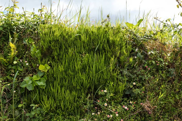 Detalhe das plantas em São Miguel, Ilhas dos Açores — Fotografia de Stock