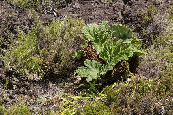 Gunnera tinctoria na natureza — Fotografia de Stock