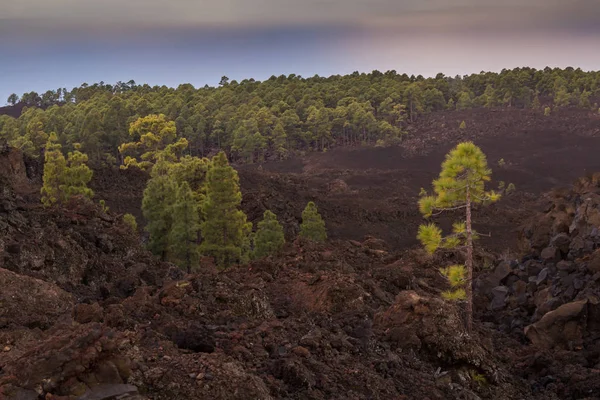 Bos in nationaal park Teide, Tenerife — Stockfoto