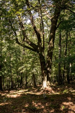 Ormanda yaz, Slovakya