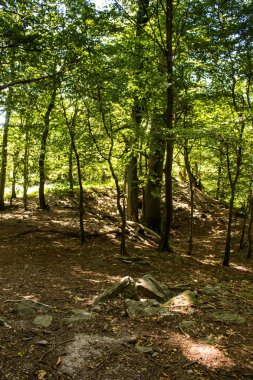 Ormanda yaz, Slovakya