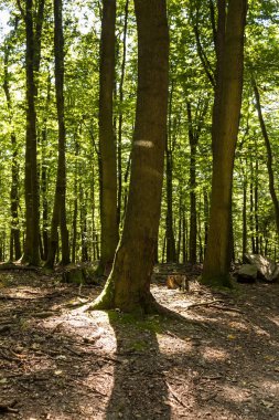 Ormanda yaz, Slovakya