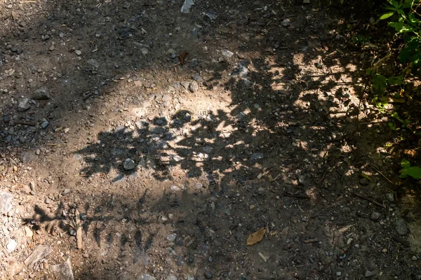 Stony Road och Shadow of a Plants — Stockfoto