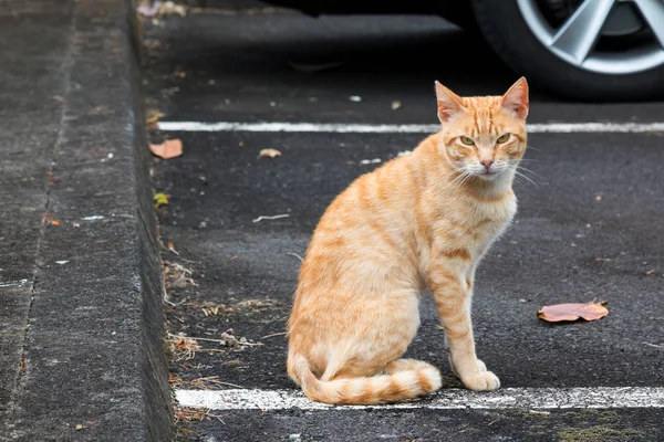 Orange kat sidder på parkeringspladsen - Stock-foto