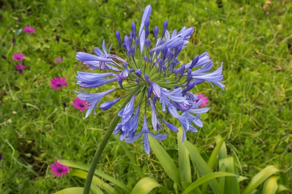 Цветущий голубой Агапант — стоковое фото