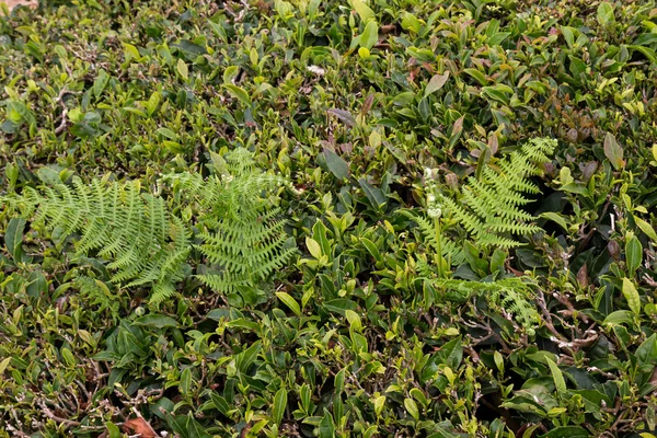 Detail of a tea bush — Stock Photo, Image