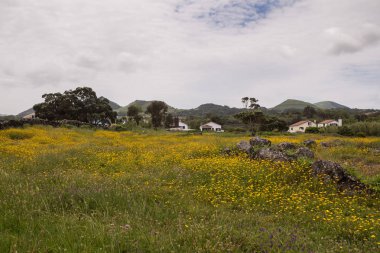 Çayır ve dağlar, Sao Miguel'in kuzeyinde, Azores